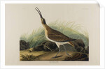Great Esquimaux Curlew, 1835 by John James Audubon