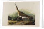 Great Esquimaux Curlew, 1835 by John James Audubon