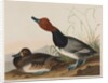 Red-Headed Duck, 1836 by John James Audubon