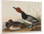 Red-Headed Duck, 1836 by John James Audubon