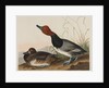 Red-Headed Duck, 1836 by John James Audubon