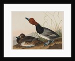 Red-Headed Duck, 1836 by John James Audubon