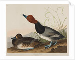 Red-Headed Duck, 1836 by John James Audubon