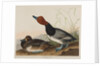 Red-Headed Duck, 1836 by John James Audubon