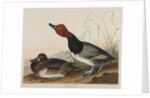 Red-Headed Duck, 1836 by John James Audubon