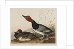 Red-Headed Duck, 1836 by John James Audubon