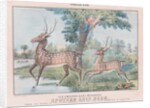 Spotted Axis Deer by T. W. Strong