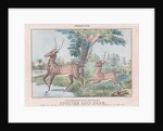 Spotted Axis Deer by T. W. Strong