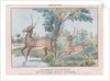 Spotted Axis Deer by T. W. Strong