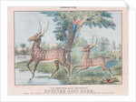 Spotted Axis Deer by T. W. Strong