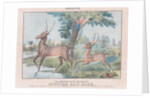 Spotted Axis Deer by T. W. Strong
