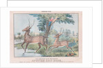 Spotted Axis Deer by T. W. Strong