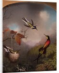 Hummingbirds: Two 'Sungems' and a 'Crimson Topaz', 1866 by Martin Johnson Heade