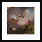 Hummingbirds: Two 'Sungems' and a 'Crimson Topaz', 1866 by Martin Johnson Heade