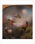 Hummingbirds: Two 'Sungems' and a 'Crimson Topaz', 1866 by Martin Johnson Heade