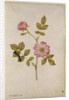 Rosa Canina - Dogrose and Caterpillar by Jacques Le Moyne