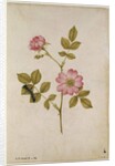 Rosa Canina - Dogrose and Caterpillar by Jacques Le Moyne