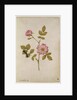 Rosa Canina - Dogrose and Caterpillar by Jacques Le Moyne