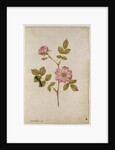 Rosa Canina - Dogrose and Caterpillar by Jacques Le Moyne