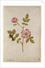Rosa Canina - Dogrose and Caterpillar by Jacques Le Moyne