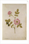 Rosa Canina - Dogrose and Caterpillar by Jacques Le Moyne