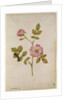 Rosa Canina - Dogrose and Caterpillar by Jacques Le Moyne