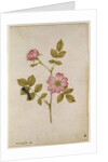 Rosa Canina - Dogrose and Caterpillar by Jacques Le Moyne