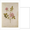Rosa Canina - Dogrose and Caterpillar by Jacques Le Moyne