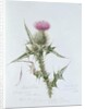 Scotch Thistle, painted at Brantwood, 6th November 1866 by William James Linton