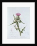 Scotch Thistle, painted at Brantwood, 6th November 1866 by William James Linton