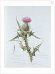 Scotch Thistle, painted at Brantwood, 6th November 1866 by William James Linton