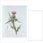 Scotch Thistle, painted at Brantwood, 6th November 1866 by William James Linton