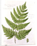 Broad Prickly-toothed Buckler Fern by William James Linton