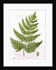 Broad Prickly-toothed Buckler Fern by William James Linton