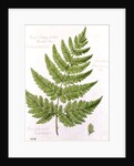 Broad Prickly-toothed Buckler Fern by William James Linton