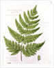 Broad Prickly-toothed Buckler Fern by William James Linton
