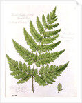 Broad Prickly-toothed Buckler Fern by William James Linton