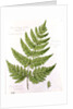 Broad Prickly-toothed Buckler Fern by William James Linton
