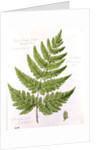 Broad Prickly-toothed Buckler Fern by William James Linton