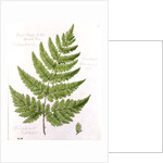 Broad Prickly-toothed Buckler Fern by William James Linton
