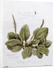 Greater Plantain, painted at Bayswater, 24th July 1859 by William James Linton