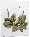 Greater Plantain, painted at Bayswater, 24th July 1859 by William James Linton