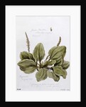 Greater Plantain, painted at Bayswater, 24th July 1859 by William James Linton