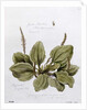 Greater Plantain, painted at Bayswater, 24th July 1859 by William James Linton