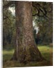 Study of the Trunk of an Elm Tree, c.1821 by John Constable