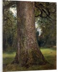 Study of the Trunk of an Elm Tree, c.1821 by John Constable