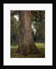 Study of the Trunk of an Elm Tree, c.1821 by John Constable