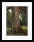 Study of the Trunk of an Elm Tree, c.1821 by John Constable