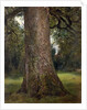 Study of the Trunk of an Elm Tree, c.1821 by John Constable