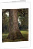 Study of the Trunk of an Elm Tree, c.1821 by John Constable